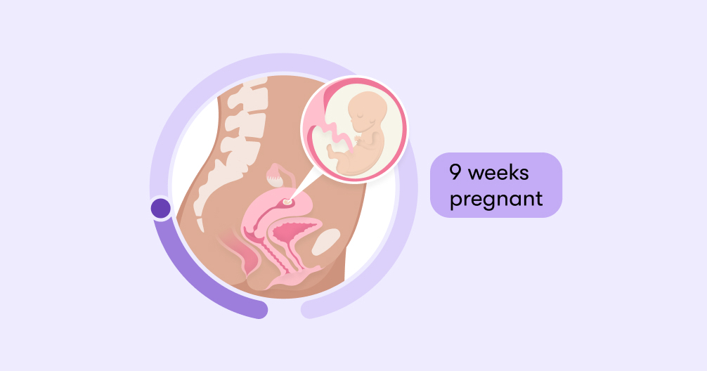 9 weeks pregnant Symptoms tips and baby development